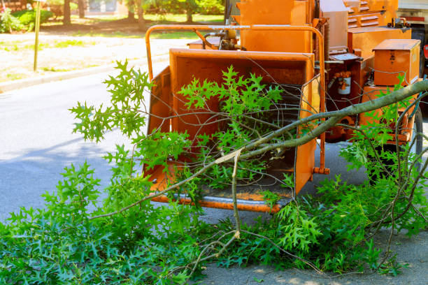 Best Tree Stump Removal  in USA